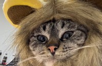 유하 샴 링스포인트 여아 입양보냅니다