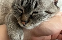 유하 입양보냅니다