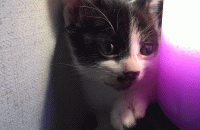 귀가 조금 아펐던 귀욤냥이 집사님 찾아요!!