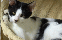 서울강남 똥꼬발랄 냥이 집사님 찾아요!!