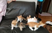 새끼고양이 무료분양