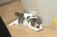 브리티쉬 분양합니다