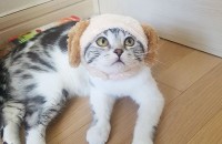 (부산 서면)스코티쉬폴드