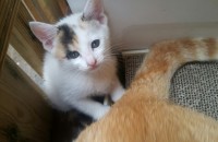 (경남 창원) 4월4일생 아기냥이 분양합니다.