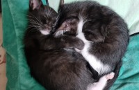 새끼고양이들 무료분양합니다