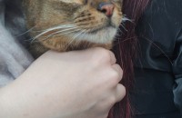 한살 추정 아비시니안  유기묘 입양보냅니다