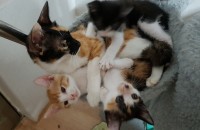 부산 동구 코숏 3마리 무료분양합니다.