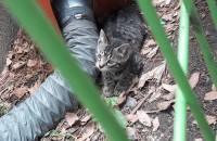 쫓겨날위기인새끼고양이들구해주세요ㅠ무료분양해드립니다