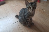 5개월된 여아 냥이 분양합니다.