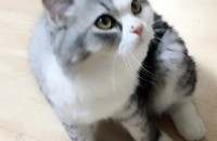 6개월 수컷 무료 분양합니다