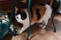 예쁜 고양이 무료 분양합니다