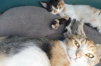 천사표 집사님을 찾고있어요