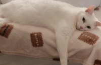 부산 고양이 무료분양합니다.