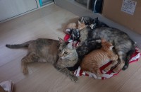어미냥&새끼냥 무료분양합니다.