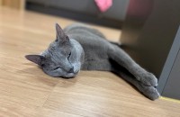 러시안블루 7세 남아 분양글 입니다.