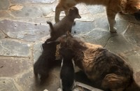 고양이 분양합니다