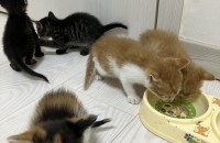 고양이분양합니다