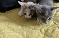 고양이 무료분양