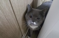 스코티쉬 스트레이트 남아