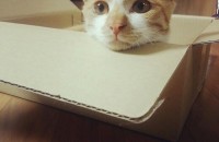 코숏 치즈태비 고양이 무료 입양보내요!