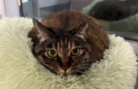 새로운 가족을 찾습니다.