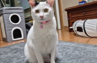 새로운 가족을 찾습니다ㅠ