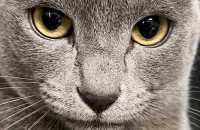 러블리한 러시안블루 입양해주세요 ㅜㅜ