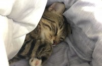 삐약이와 20만원 상당의 초기용품