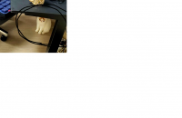 엑죠틱 숏헤어 분양합니다