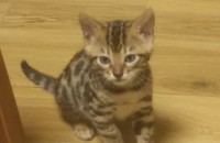 새끼뱅갈고양이분양해요~