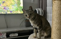 고양이 임보 중입니다