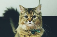 4살10개월 메인쿤 여아 집사님 구합니다.