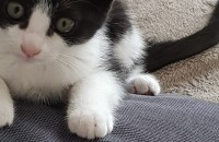 2.5개월 코숏 여아 무료분양