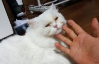 고양이분양합니다