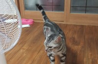 가족같은 고양이 분양합니다