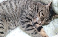 고양이분양합니다