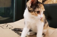 전북전주시 약 3개월 아기냥이에요  무료분양합니다