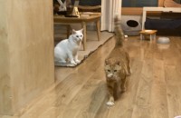 중성화 된 코숏두마리 분양합니다.