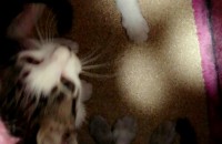 아기 고양이 삼형제