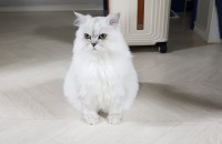 친칠라 무료분양드립니다.