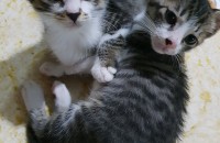 4개월된 코숏 입양보내요..(용품포함)