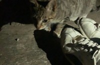 버려진 고양이⃕   요번달까지 키울사람 급하게 구합니다