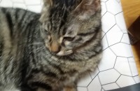 집에서 키운 5개월된 암컷 고양이 분양해요^^