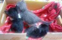 새끼 고양이 3마리 무료분양 받아가세요