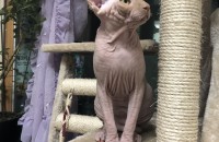 스핑크스 16개월 수컷 분양합니다