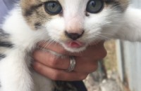 새끼 고양이 무료로 분양합니다.