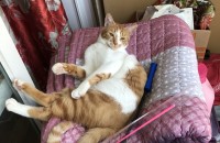 1살된 코숏 분양 보내요