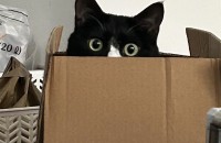 4살 고양이 코숏 분양