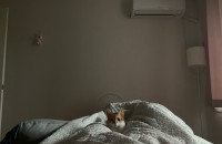 3개월 코숏 덕칠이 가족을 찾습니다.