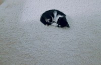 코숏 2개월여아 무료분양합니다